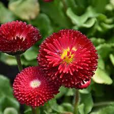 Image result for Bellis