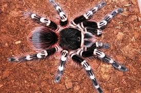 Black And White Striped Spider Texas Beginner S Guide To The Brazilian Giant White Knee Tarantula Pet Tarantula Spider