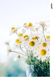 Haare Entfarben Welche Tipps Wirklich Helfen In 2020 Kamillentee Hausmittel Kamille