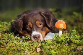 Can Dogs Eat Mushrooms? Discover Safe Varieties and Benefits Here - Bonza
