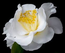 April Snow Camellia Shrub Fast Growing Trees Bloom April Snow