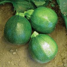 Can you roast zucchini seeds. Round Zucchini Seeds Urban Farmer