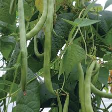 Amazing plants at low prices. Help My Bush Beans Look More Like Pole Beans Vegetables Botanical Interests