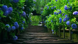 Blue Hydgendra Hd Nature Wallpapers Flower Desktop Wallpaper Green Nature