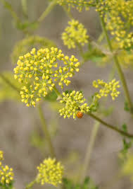 Image result for Pollichia campestris