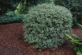 Image result for Heterotis decumbens
