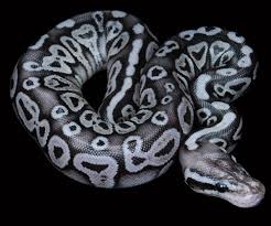 Axanthic Black Pewter Ball Python Ball Python Black Pewter Ball Python Ball Python Morphs Pet Snake