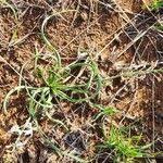 Image result for Chlorophytum affine