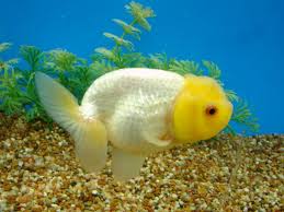 Image From Http Www Rafflesgold Com Forums Images 48000 Post 2319 1178766193 Jpg Goldfish Aquarium Fish Goldfish Tank