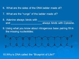 Dna polymerase adds complementary bases in the 5' to 3' direction to form the leading strand. Dna Replication Before We Begin Let S Review Take Out Your Dna Structure Worksheet Let S Grade It Let S Grade It 1 What Is The Full Name Of Ppt Download