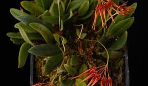 Image result for Bulbophyllum burttii