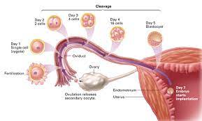 Generally, how long does it takes to get pregnant? When Can Women Get Pregnant In After Sex Quora