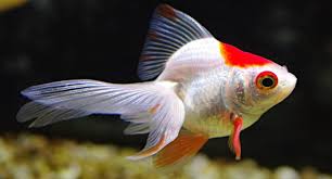 In order for this to happen 2 conditions need to be met. How To Look After Fancy Cold Water Goldfish Hayes Garden World
