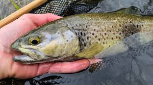 Il n'y a pas grand joie. Aveyron Soixante Points De Lachage Pour L Ouverture Prochaine De La Truite Aveyron Rodez Le Petit Journal
