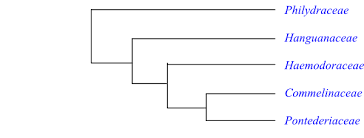 Image result for Stanfieldiella imperforata