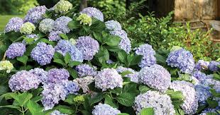The only thing left to do is dip the cutting in a rooting compound. Guide To Hydrangeas Getting To Know The 4 Main Types
