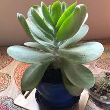We did not find results for: Flapjack Kalanchoe Tetraphylla Indoor House Plants
