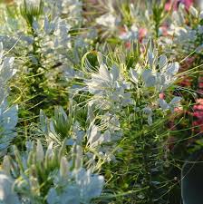 Image result for Cleome maculata