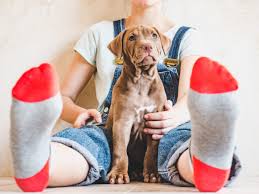 While they are young, pitbull puppies require a great deal of protein to fuel their growth and development, plus plenty of fat for immune support, energy, and skin/coat health. How Much To Feed A Pitbull Puppy Dogs Love Us More