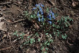 Image result for Corydalis mildbraedii