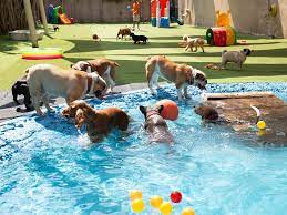 We did not find results for: Dubai Expo 2020 All You Need To Know About Day Care Centres For Pets Near The Site Expo2020 Visit The Expo Gulf News