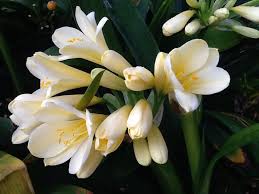 Belgian hybrid yellow bush lily (clivia miniata belgian hybrid yellow) is a tropical perennial growing in areas with partial shade or full sun. Clivia Miniata Citrina Rare Yellow Cream Bare Root Bagged Eq To 100mm Pot Size Delv From 24 4 21 Limited Stock Be Quick Brenlissa Online Nursery