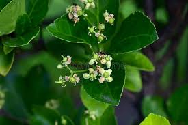 Image result for Celastraceae