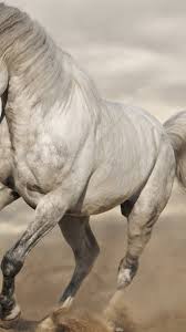 We try to bring you new posts about interesting or popular subjects containing new quality wallpapers every. White Horse Hd Wallpapers Backgrounds
