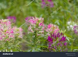 Image result for Cleome houtteana