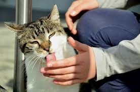 5 Weird Reasons Why Your Cat Licks You Cats Cat Behavior Cat Care
