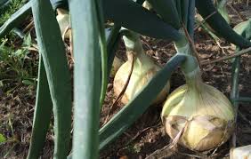 Where are vidalia onions grown? What Is A Vidalia Onion Vidaliaonions Com
