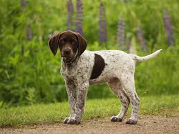 As breeders of gsps we are lucky that the early breeders selected out for dames that were good all areas that will be patched are solid at birth. German Shorthaired Pointer Puppy My Doggy Rocks
