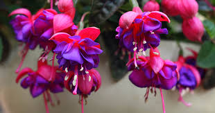 The brightly colored leaves of the polka dot plant are mottled white or pink with green veins. How To Grow Fuchsia As An Indoor Houseplant Gardener S Path