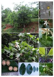 Image result for Gardenia resinifera