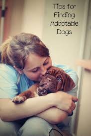 How To Find Shelters And Adoptable Dogs Dog Adoption Pets Pet Parent
