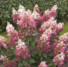 Hydrangea macrophylla is a species of hydrangea native to japan. 25 Hydrangeas I Love Ideas Planting Flowers Flower Garden Hydrangea