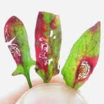 Image result for Enteucha acetosae