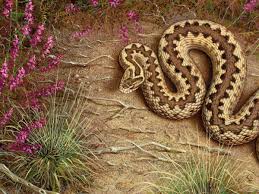 Why We Should Bother Saving Britain S Only Venomous Snake ✓ free for commercial use ✓ high quality images. only venomous snake