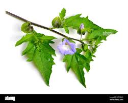 Image result for Nicandra physalodes
