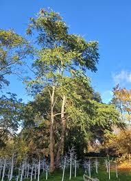 Image result for Ailanthus