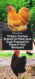 Families enjoy the fresh, wholesome eggs and when considering raising backyard chickens, first determine if they are allowed in your area. 11 Best Meat Chickens To Breed And Raise In Your Backyard