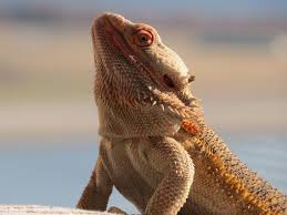 We present you our collection of desktop wallpaper theme: 2560x1440 Central Bearded Dragon Lizard Reptile 1440p Resolution Wallpaper Hd Animals 4k Wallpapers Images Photos And Background Wallpapers Den
