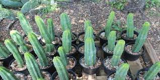 How to root a broken piece of cactus. Different Mescaline Cacti Trufflemagic Fresh Truffles Grow Kits
