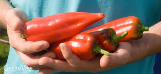 Jun 08, 2021 · the ideal size of sweet banana peppers that signals they've reached maturity varies from 4 to 8 inches. The Long Wait For Ripe Peppers