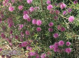 Image result for Melaleuca sp. A (Biegel 5741)