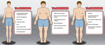How to gain weight with a fast metabolism? The 3 Body Types Explained Ectomorph Mesomorph And Endomorph Bodybuilding Wizard