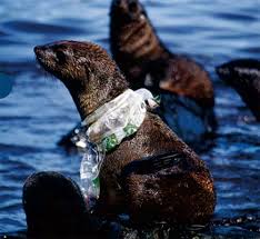 Your Single Use Bag Has A Second Life Of Not Being Useful Plastic Pollution Marine Animals Ocean Pollution