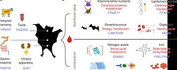 Dietary Challenges Overcome By The Common Vampire Bat A Download Scientific Diagram