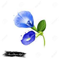 Check spelling or type a new query. Shankhapushpi Blue Flower Ayurvedic Herb Digital Art Illustration Stock Photo Picture And Royalty Free Image Image 84219277