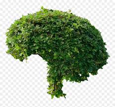 Hedge Bush Png Transparent Png Vhv Textures › nature › hedges › hedges0053. vhv rs